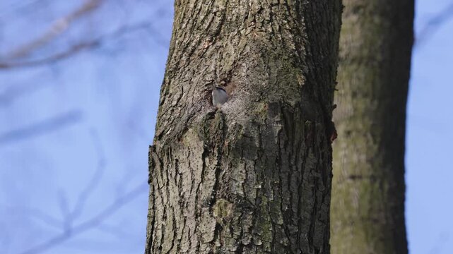 A nuthatch bird builds its nest in a tree hollow
