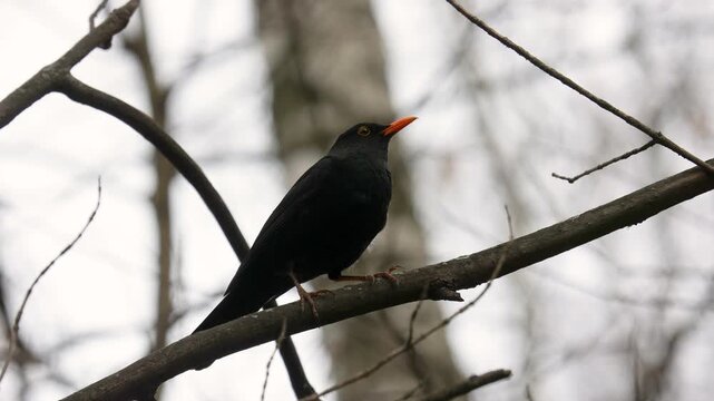 A male blackbird sits on a branch in spring