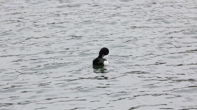 Tufted duck bird male and female swims on water close-up   