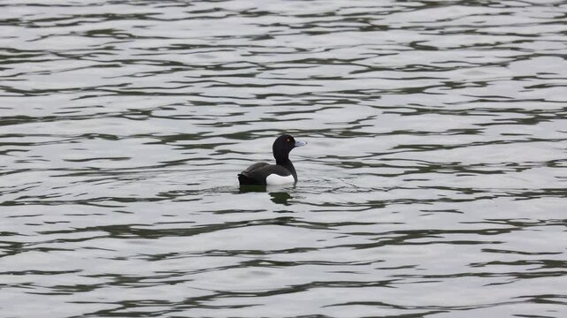 Tufted duck bird male and female swims on water close-up   