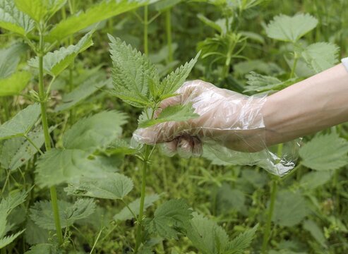 Hand harvesting stinging nettle wearing a plastic glove