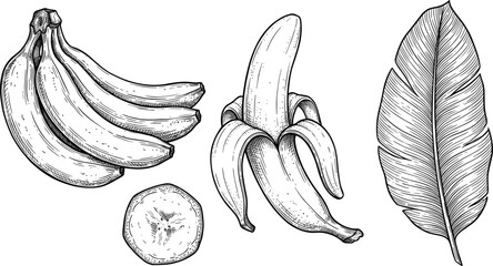 Hand-Drawn Fruit and Plant Icon Set Featuring Bananas, Plantain, and Leaves for Botanical, Food, and Nature Illustrations © MSTJANNATUN