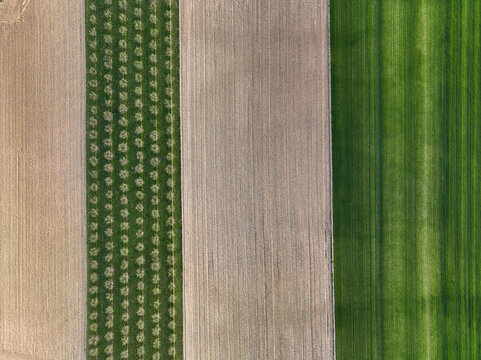 Aerial view of agricultural fields featuring parallel rows of fruit trees and vibrant green crops in Borgo d'Ale, Piedmont, Italy.