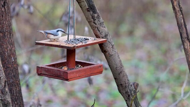 Nuthatch at a feeder. Slow motion