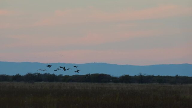 A flock of common cranes flies and lands at sunset. Live audio