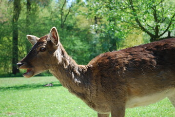 Fototapeta premium young deer in the park