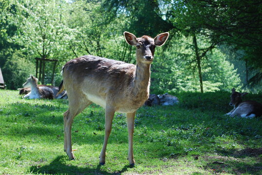 white tailed deer