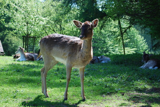 deer in the woods