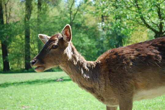 white tailed deer