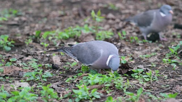Common wood pigeon (Columba palumbus) close up