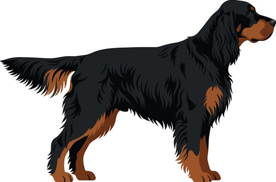 Gordon setter dog standing profile view with dog breed canis lupus familiaris animal portrait long hair white background domestic sporting purebred side view chestnut feathers watchful