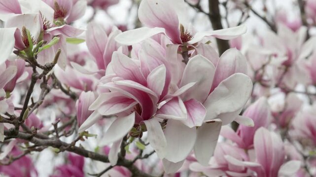 Branch with a flower of a pink magnolia close up