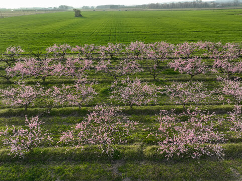 Aerial view of peach trees in full pink bloom arranged in neat rows within an orchard, bordered by lush green agricultural fields Borgo d'Ale, Piedmont, Italy.