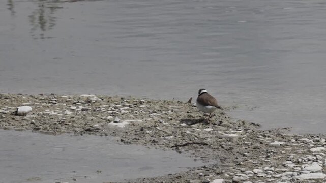 Little ringed plover on the sandy river bank