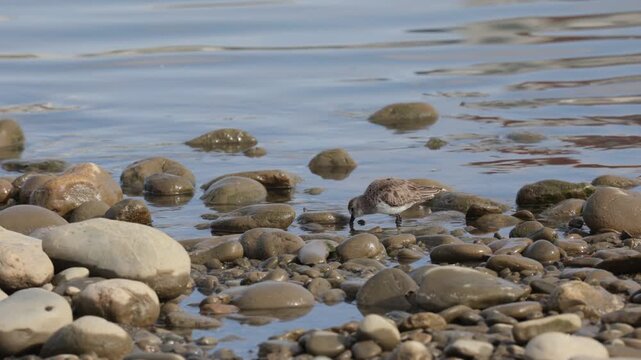 Dunlin stands on the sandy river bank