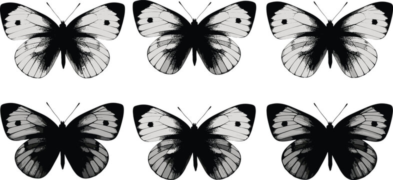 Cabbage white butterfly silhouettes set. Unique cabbage white butterfly vector icons for nature design. Realistic cabbage white butterfly shapes for biology and entomology study.