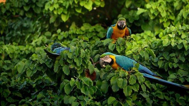 Guacamayas comiendo en los arboles 