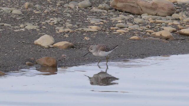 Marsh sandpiper (Tringa stagnatilis) stands on the river bank