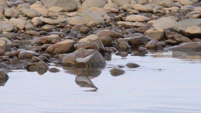 Marsh sandpiper (Tringa stagnatilis) stands on the river bank