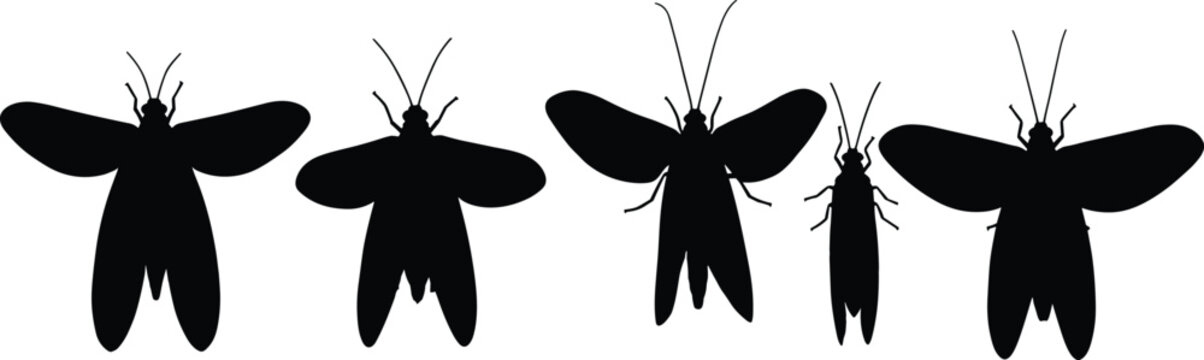 Lacewing insect silhouettes set. High-quality lacewing vector icons for biological research. Realistic lacewing shapes for nature, science, and entomology design projects.
