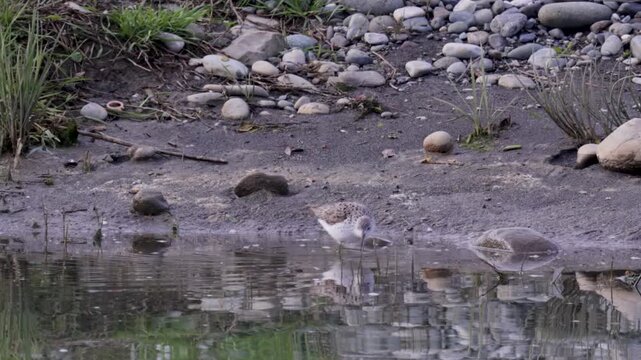 Marsh sandpiper (Tringa stagnatilis) stands on the river bank