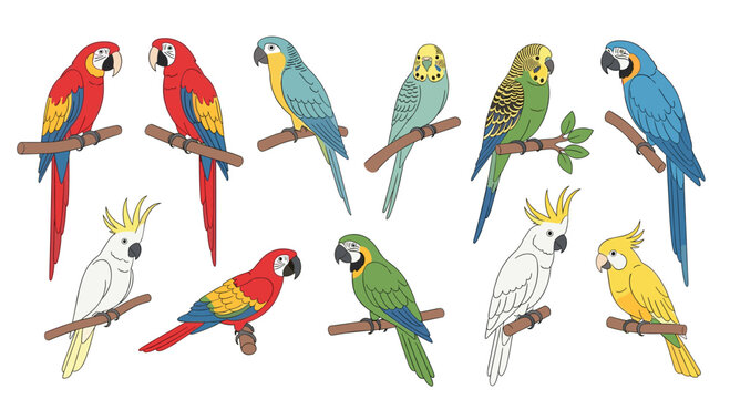 Collection of various colorful parrots including macaws, cockatoos, and parakeets perched on wooden branches over white background.