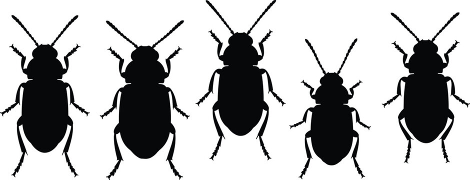 Flea beetle silhouettes set. Detailed beetle vector icons for agriculture. Realistic insect shapes for garden pest control, nature study, and biological design.