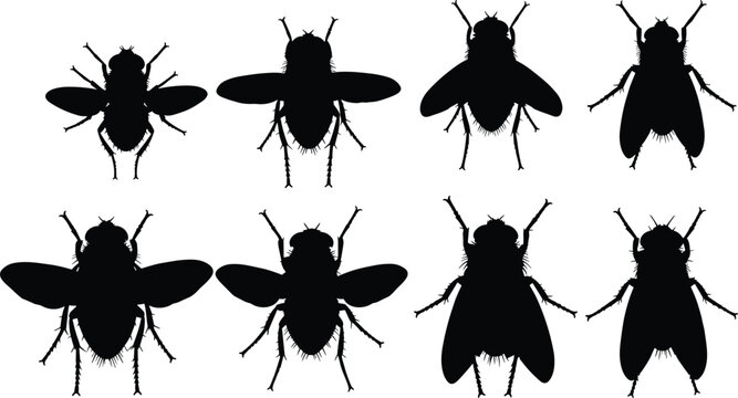 Botfly insect silhouettes. Realistic fly vector set and pest icons. Detailed housefly shapes for nature designs and biological illustrations.