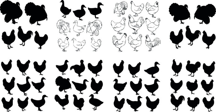 A Set of Silhouettes and Detailed Illustrations of Chickens, Roosters, and Turkeys in Various Poses for Farm, Poultry, and Agricultural Designs