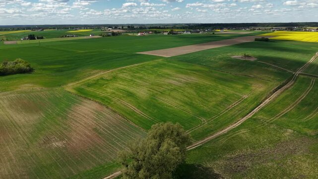 Developing Crop Field &ndash; Parallax Left Flight Across Mid‑Season Green Growth