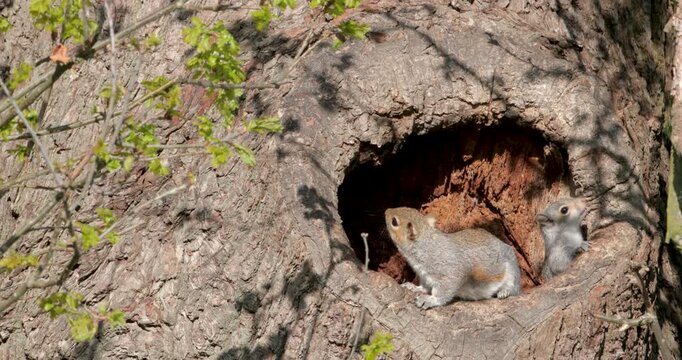 Playful juvenile Eastern grey squirrels emerging from tree nest hole