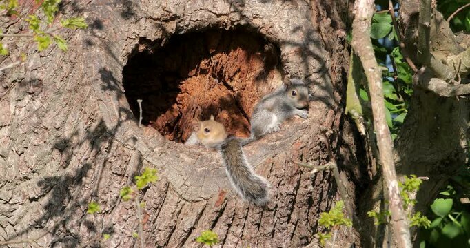 Eastern grey squirrel mother and kit emerging from a tree trunk nest hole