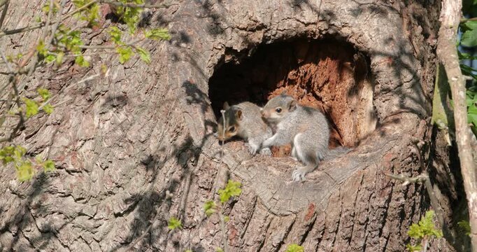 Playful juvenile Eastern grey squirrels emerging from tree nest hole