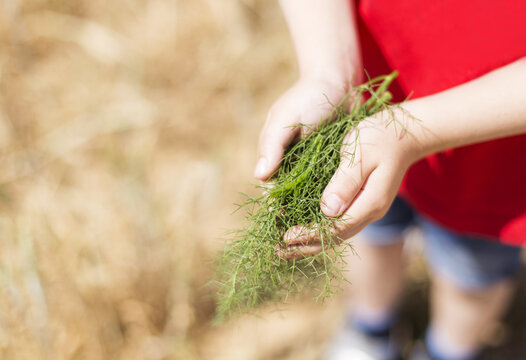 Close-up of a young Boy standing in a  field holding fresh Fennel in his hands