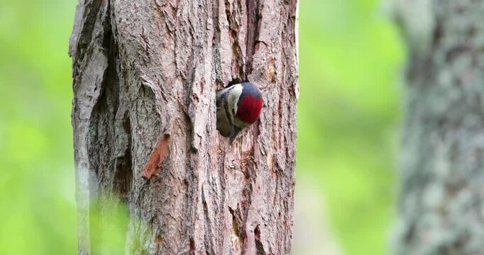 Great spotted woodpecker chick with red cap peering out from a tree cavity nest hole