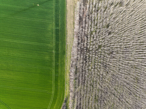 Aerial view of a vibrant green agricultural field with tractor tracks bordering a dense forest of bare leafless trees Rivalta di Torino, Piedmont, Italy.