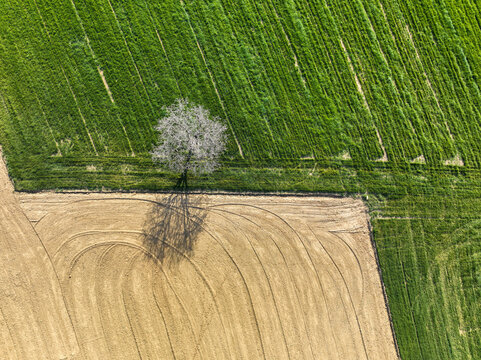 Aerial view of a lone flowering tree standing between a vibrant green field and a plowed brown field with curved tractor tracks Rivalta di Torino, Piedmont, Italy.