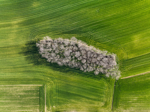 Aerial view of a small cluster of bare trees standing in the middle of a vibrant green agricultural field with visible tractor tracks Rivalta di Torino, Piedmont, Italy.