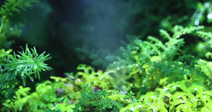 Misting nozzle spraying fine water droplets in a garden, Water spray system, Fog water or mist spray nozzle, increasing humidity and cooling temperature for agriculture, greenhouse, and plant care