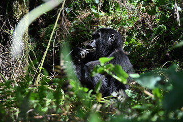 Fototapeta premium critically endangered Eastern gorilla subspecies (Gorilla beringei beringei). encounter in impenetrable rainforest bwindi natural park