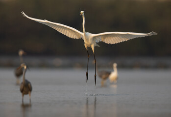 Western reef heron jumping and fishing at Eker coast, Bahrain © Dr Ajay Kumar Singh