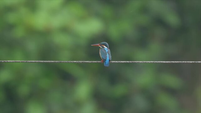 Video of a kingfisher perches on wire, holding a worm. Bright blue feathers gleam against green backdrop. Sharp eyes scan the water, ready to strike. Perfect for nature, wildlife, or fishing themes