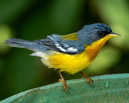 Tropical Parula (Setophaga pitiayumi) is a small New World warbler. It is a small passerine bird.