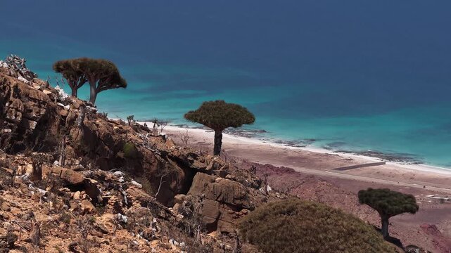 Socotra dragon's blood trees overlooking the indian ocean