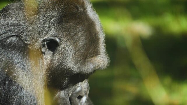 Close up head and face of a gorilla looking around on a sunny day
