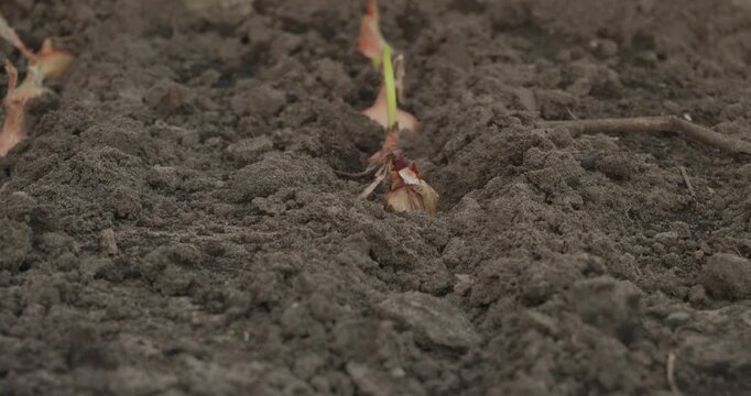 Close-up view of a farmer's hands carefully planting onion sets in a neat row in fertile, dark soil, showcasing the initial stages of vegetable cultivation and sustainable agriculture.