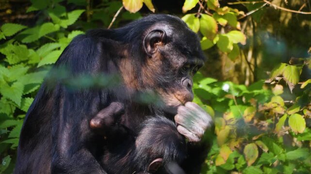 Close up of a Bonobo monkey family resting on a meadow and eating weeds on a sunny summer day
