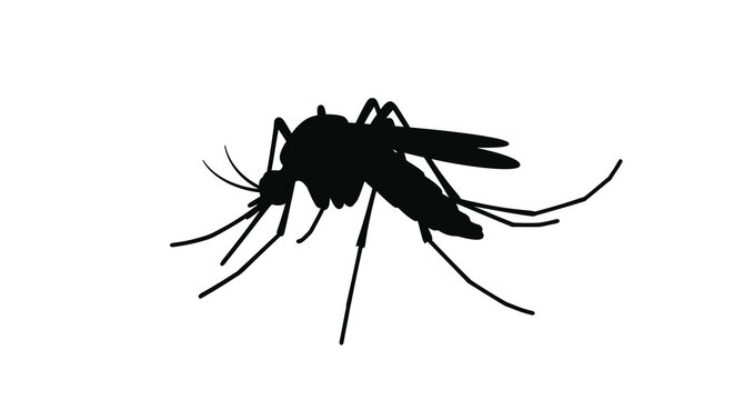 Mosquito silhouette on white background black insect shape