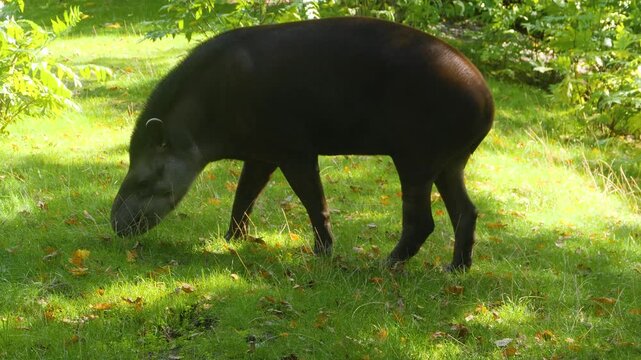 Close up of a gray tapir standing on a meadow and looking around on a sunny day 