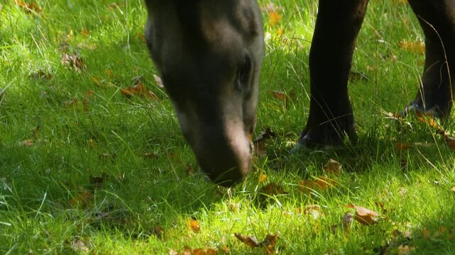 Close up of a gray tapir standing on a meadow and looking around on a sunny day 